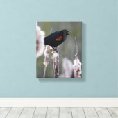 Rode hond (Agelaius phoeniceus) Canvas Afdruk (Insitu (Houten vloer))