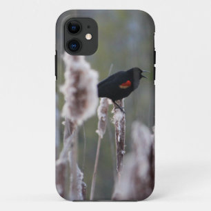Rode hond (Agelaius phoeniceus) iPhone 11 Hoesje