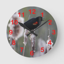 Rode hond (Agelaius phoeniceus) Ronde Klok