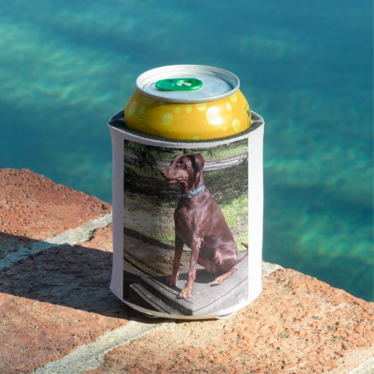 rode hond blikjeskoeler (Insitu Zwembad)
