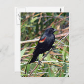 Rode hond briefkaart (Voorkant / Achterkant)