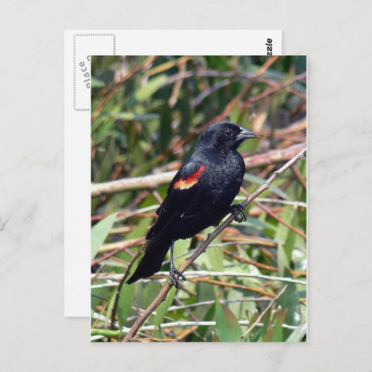 Rode hond briefkaart (Voorkant / Achterkant)