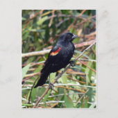 Rode hond briefkaart (Voorkant)