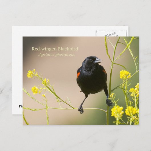 Rode hond briefkaart (Voorkant / Achterkant)