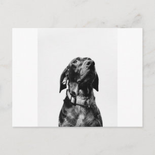rode hond briefkaart