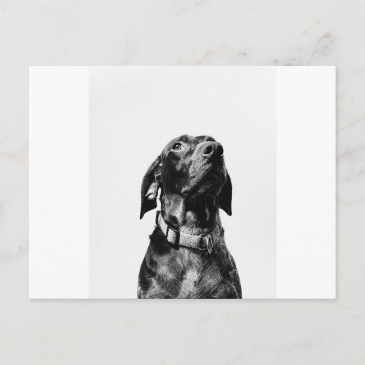 rode hond briefkaart (Voorkant)