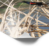 Rode hond foto afdruk (Hoek)