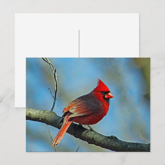 rode hoofdfoto briefkaart (Voorkant / Achterkant)