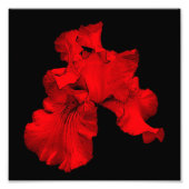 Rode Hot Bearded Iris Flower Art 8x8 Foto Afdruk (Voorkant)