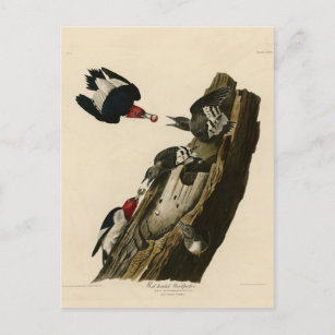 Rode houpecker - Amerikaanse vogelvogels van Audub Briefkaart