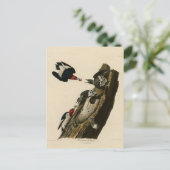 Rode houpecker - Amerikaanse vogelvogels van Audub Briefkaart (Staand voorkant)