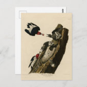 Rode houpecker - Amerikaanse vogelvogels van Audub Briefkaart (Voorkant / Achterkant)