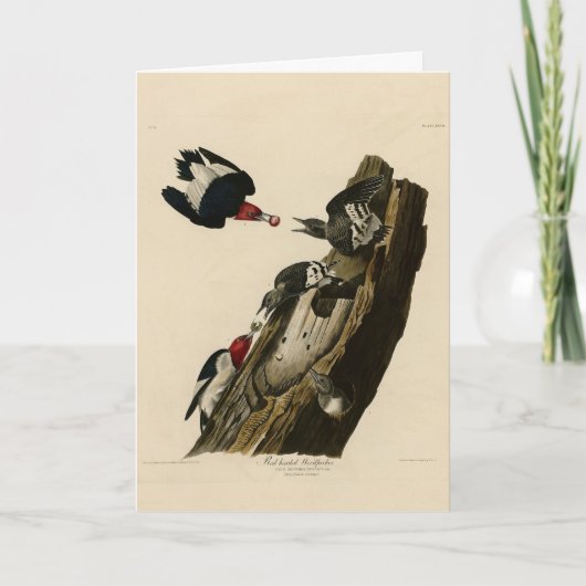 Rode houpecker - Amerikaanse vogelvogels van Audub Kaart (Voorkant)