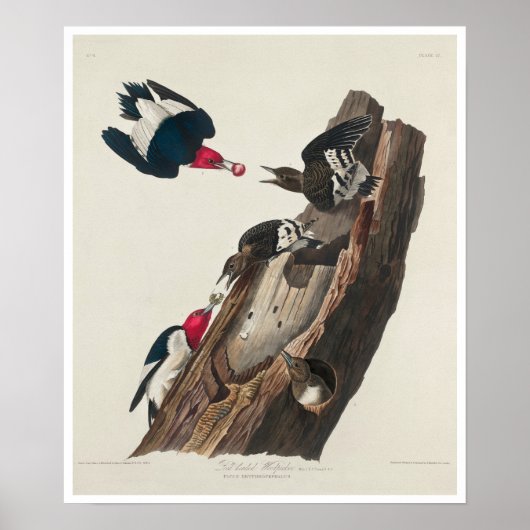 Rode houtpikker door Poster van Audubon (Voorkant)