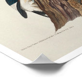 Rode houtpikker door Poster van Audubon (Hoek)