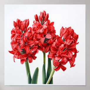 Rode Hyacint Bloemenkunst Print Poster