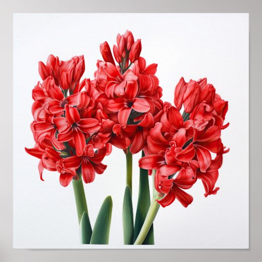 Rode Hyacint Bloemenkunst Print Poster (Voorkant)