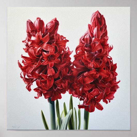 Rode Hyacint Bloemenkunst Print Poster (Voorkant)