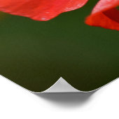 Rode IJslandse papaverbloem Poster (Hoek)