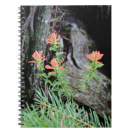 Rode Indian Paintbrush Bloemen in het Bos Notitieboek