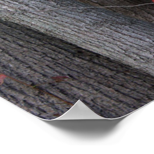 Rode Ivy op Tree Poster (Hoek)