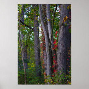 Rode Ivy op Tree Poster