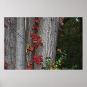 Rode Ivy op Tree Poster (Voorkant)