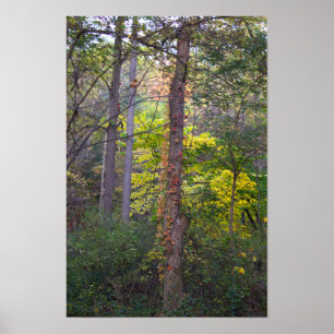Rode Ivy op Tree Poster