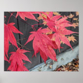 Rode Japanse Esdoornbladeren Botanisch Poster (Voorkant)