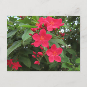 Rode Jatropha Bloemen Briefkaart