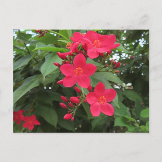 Rode Jatropha Bloemen Briefkaart (Voorkant)