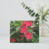 Rode Jatropha Bloemen Briefkaart (Staand voorkant)