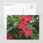 Rode Jatropha Bloemen Briefkaart (Voorkant / Achterkant)