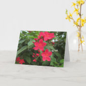 Rode Jatropha Bloemen Kaart (Gele Bloem)