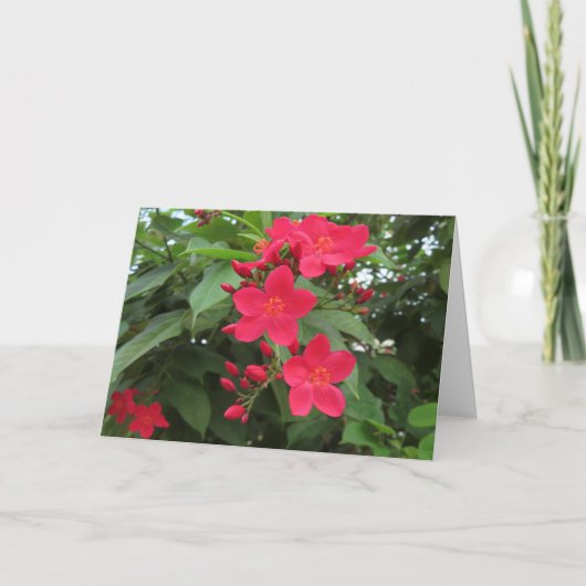 Rode Jatropha Bloemen Kaart (Voorkant)