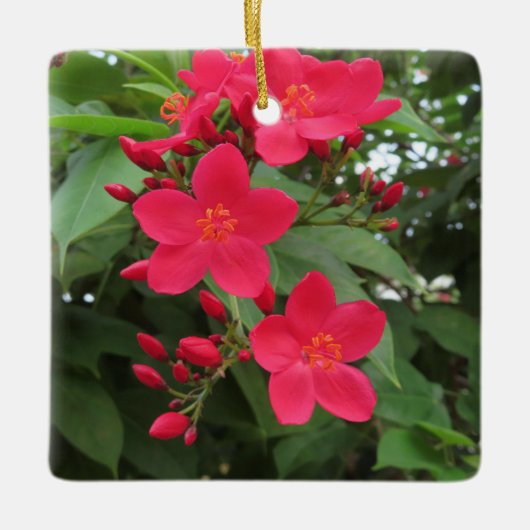 Rode Jatropha Bloemen Keramisch Ornament (Voorkant)