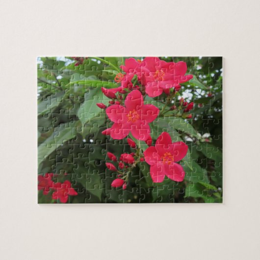 Rode Jatropha Bloemen Legpuzzel (Horizontaal)