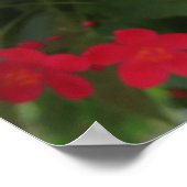 Rode Jatropha Bloemen Poster (Hoek)