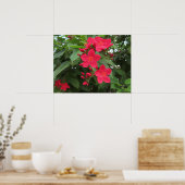 Rode Jatropha Bloemen Poster (Keuken)