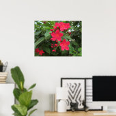 Rode Jatropha Bloemen Poster (Thuiskantoor)