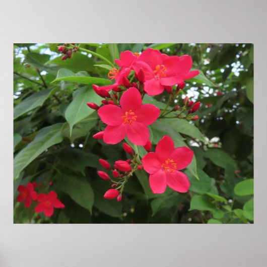 Rode Jatropha Bloemen Poster (Voorkant)