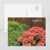 Rode Kalanchoe Bloemen Briefkaart (Voorkant / Achterkant)