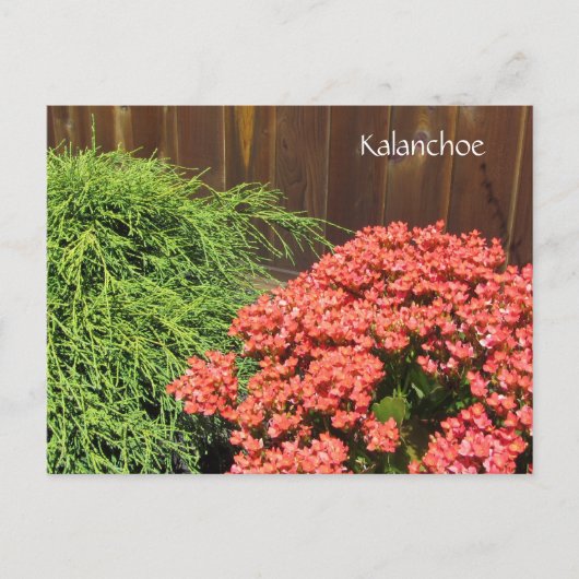 Rode Kalanchoe Bloemen Briefkaart (Voorkant)