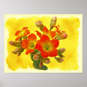 Rode Kalanchoe - Succulent Zonneschijn Poster
