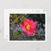 rode kamellia briefkaart (Voorkant / Achterkant)
