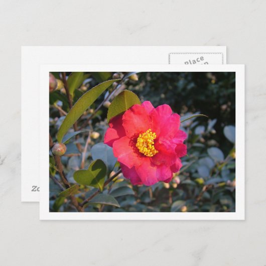 rode kamellia briefkaart (Voorkant / Achterkant)