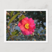 rode kamellia briefkaart (Voorkant)