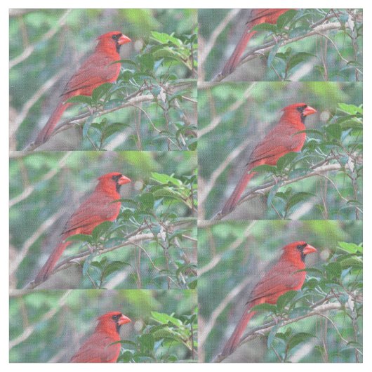Rode kardinaal Bird Stof (Close Up)
