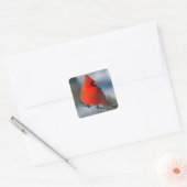 Rode kardinaal Bird Vierkante Sticker (Envelop)