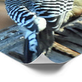 Rode kardinaal en Rode Bellied Woodpecker Poster (Hoek)